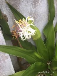 Crinum asiaticum flower6.jpg